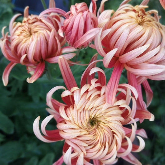 Chrysanthemum Plant - Seaton's Nectar image 0