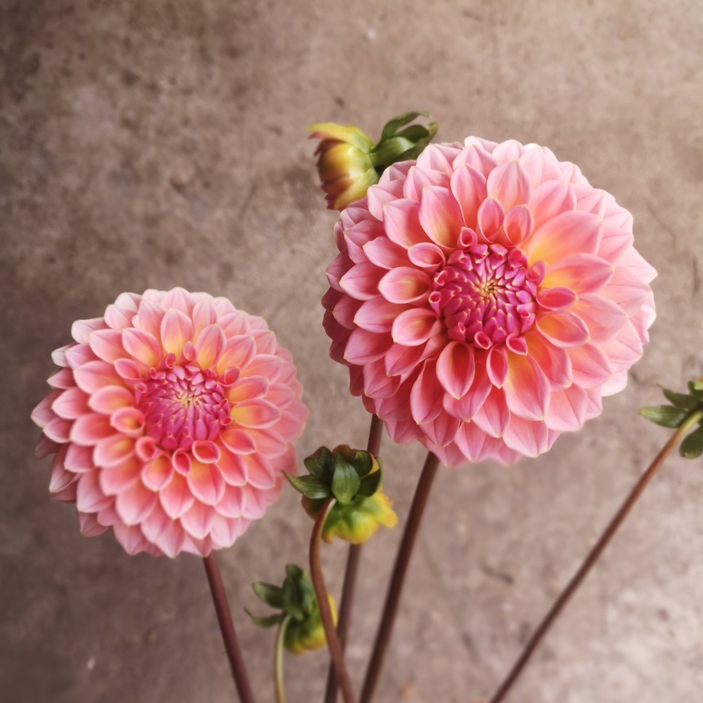 Dahlia Tuber - Hiller Tanunda image 1