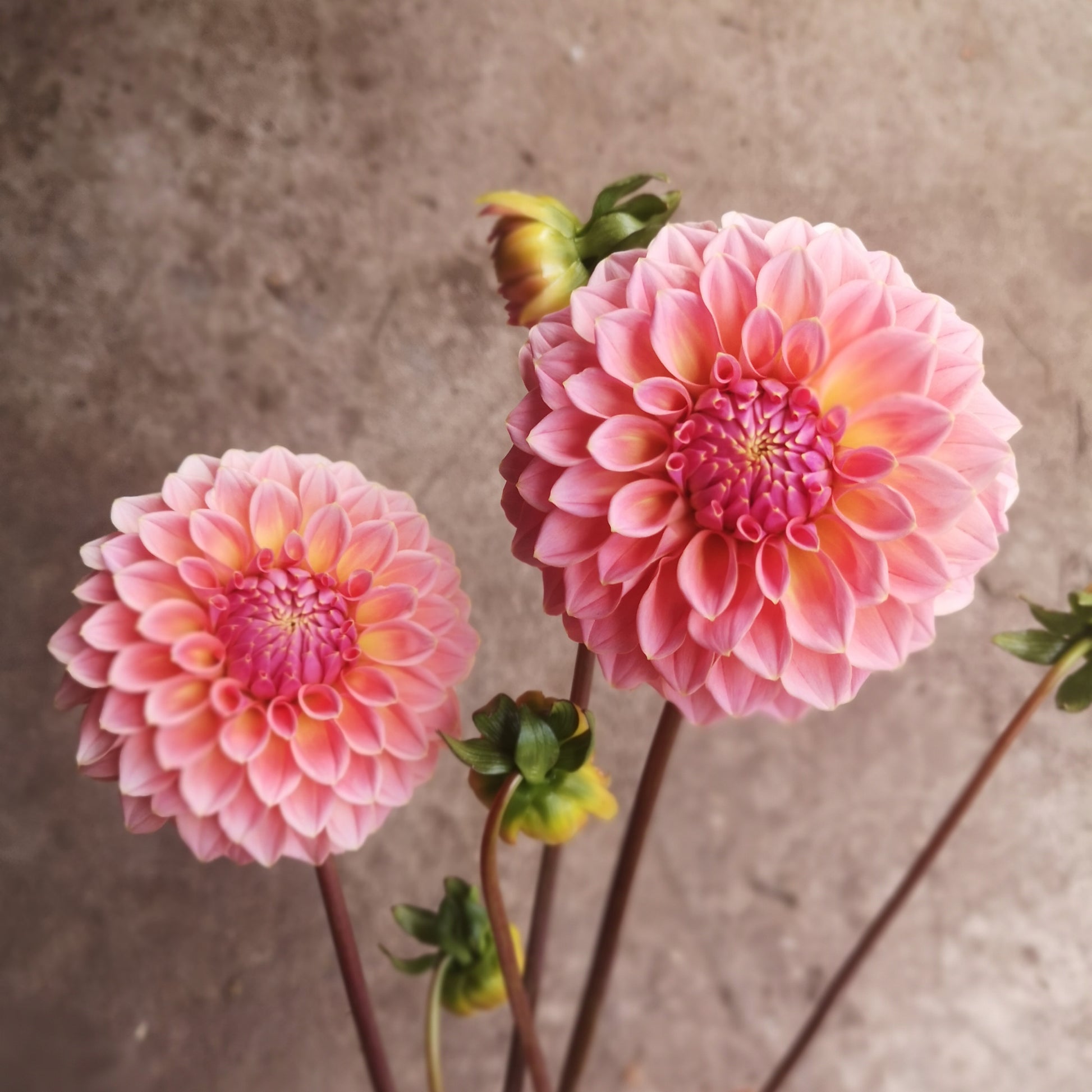 Dahlia Tuber - Hiller Tanunda image 1
