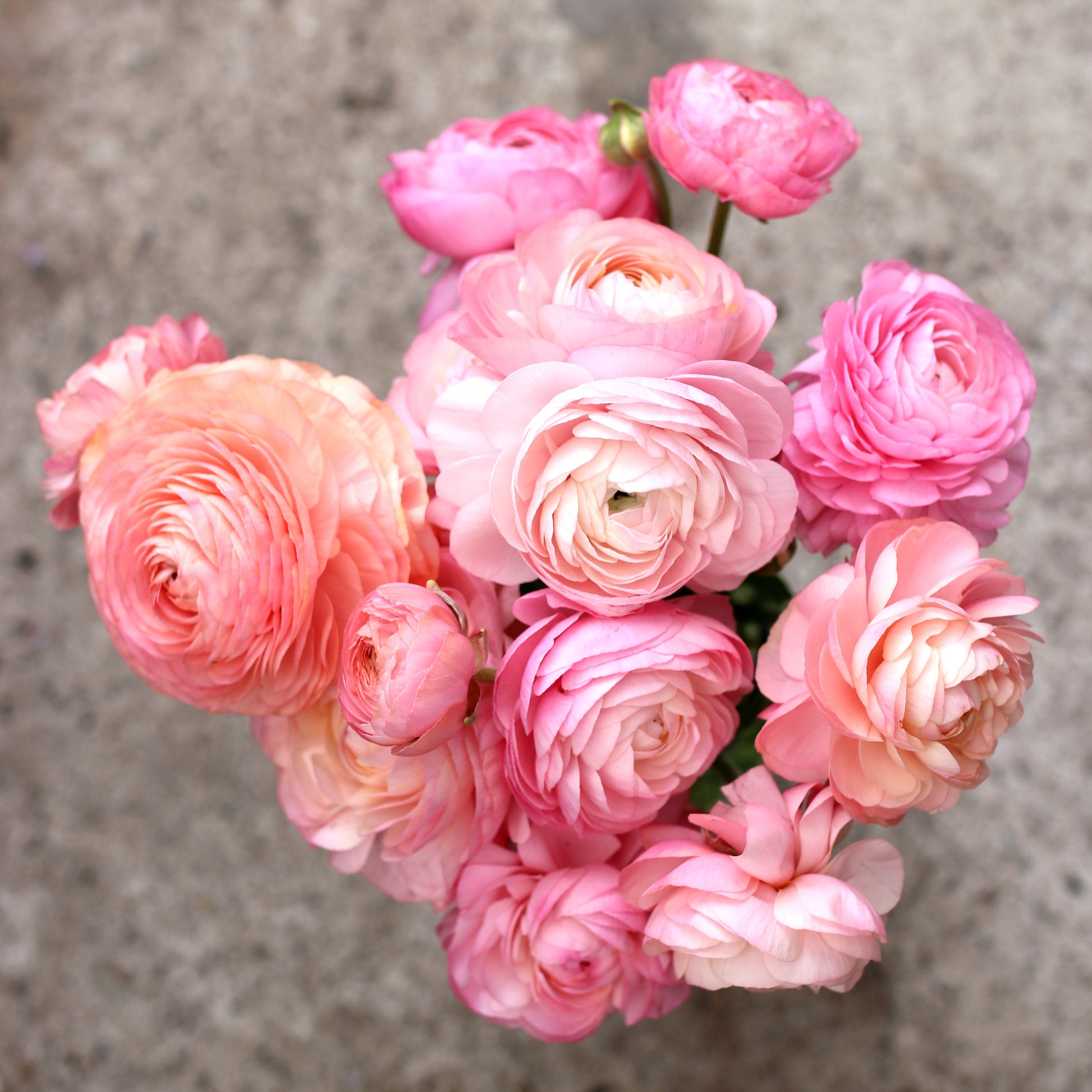Italian Ranunculus Corms - Pastello image 1
