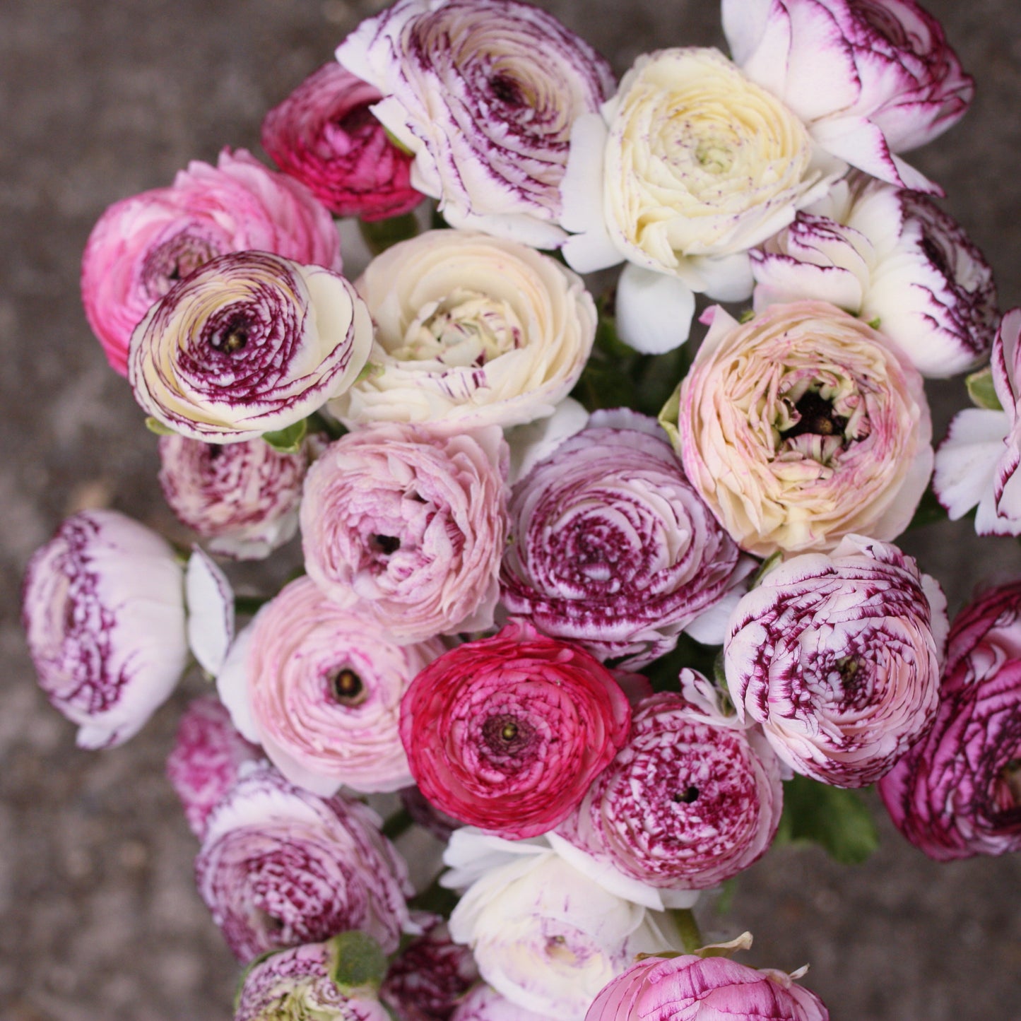 Italian Ranunculus Corms - Bianco Striato (LIMIT of 2 packs per customer image 1