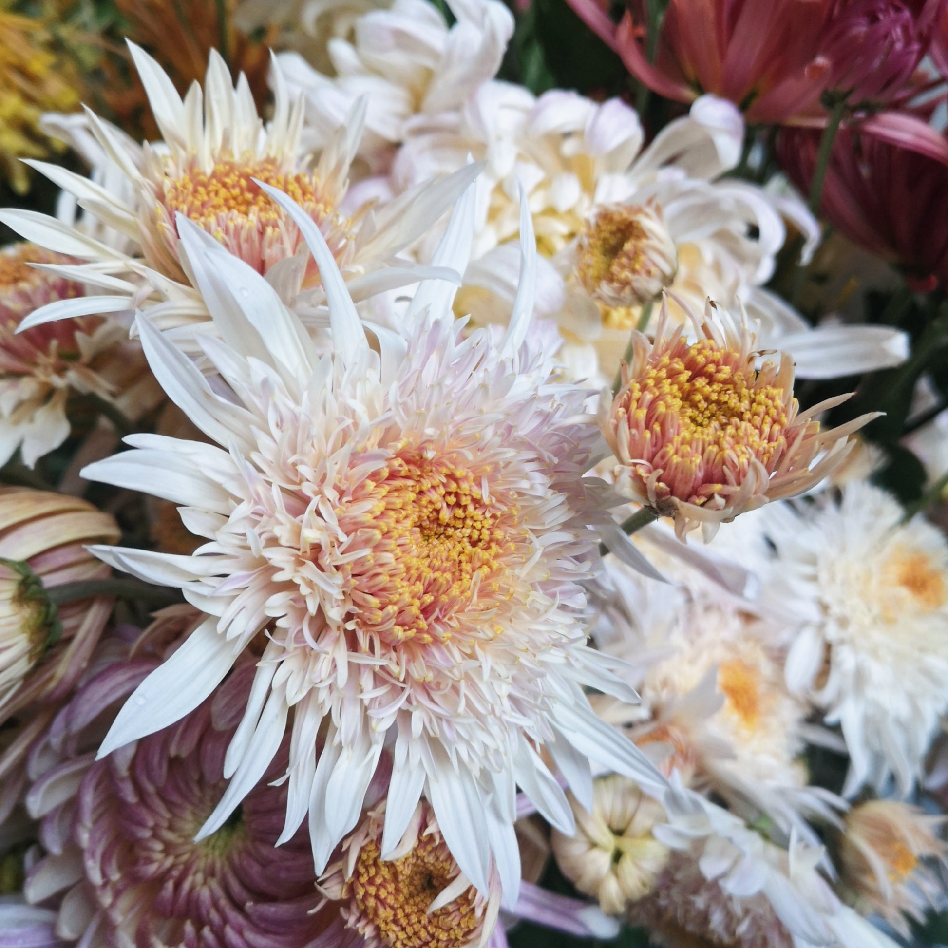 Chrysanthemum Plant - Flying Saucer image 2