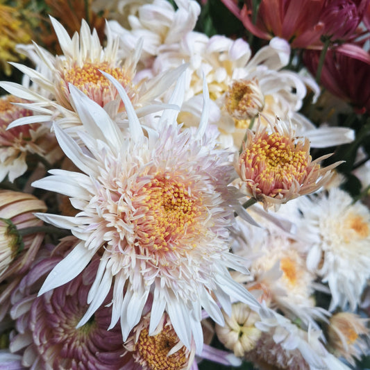 Chrysanthemum Plant - Flying Saucer image 2