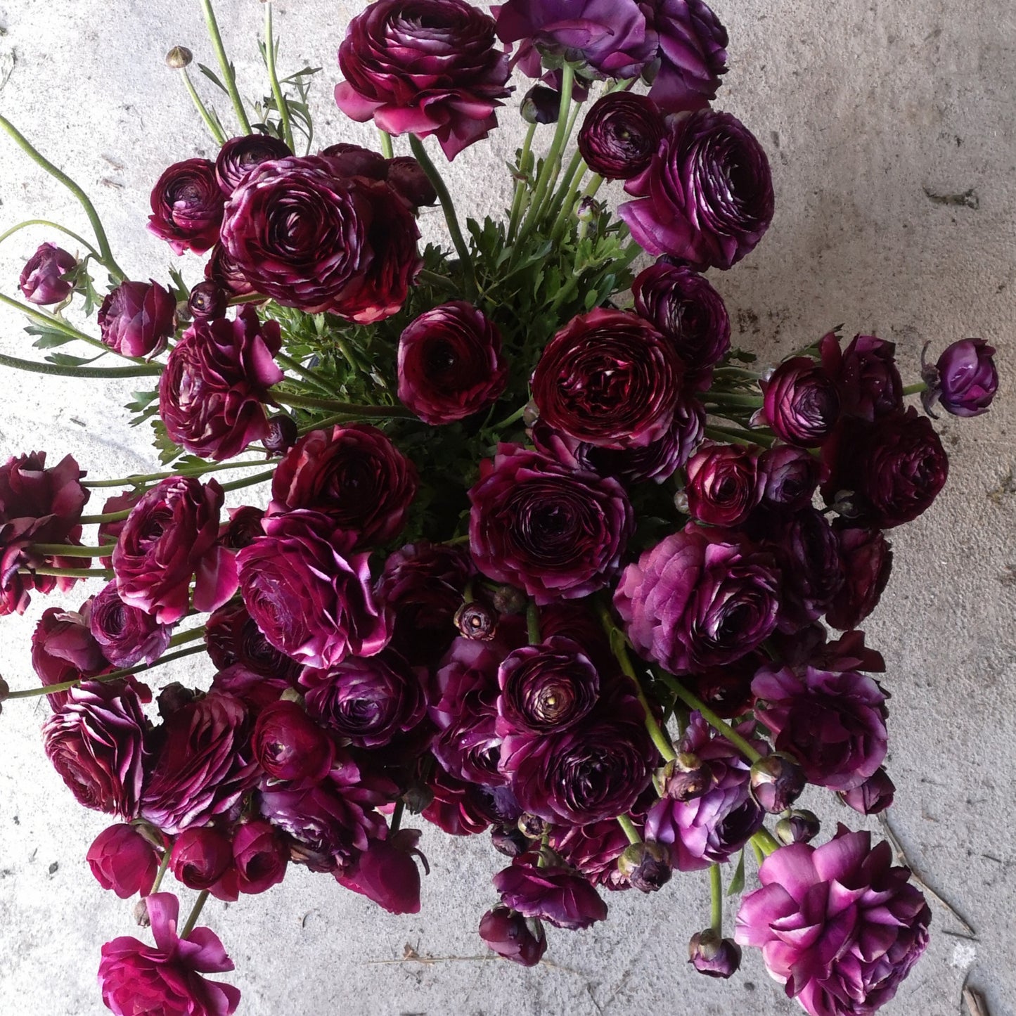 Italian Ranunculus Corms -Violet image 3
