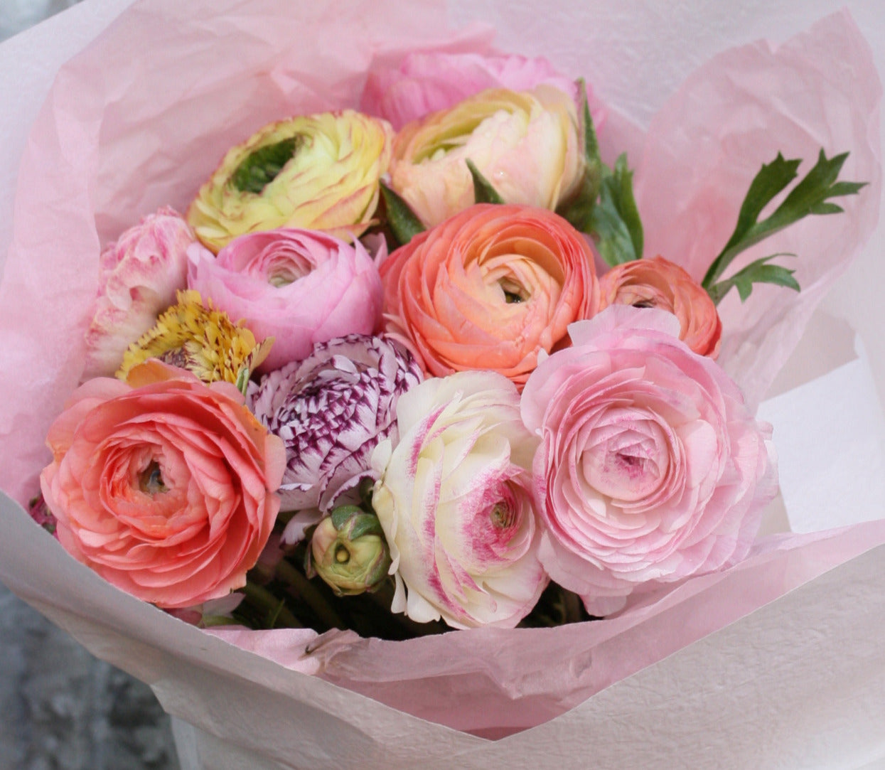 Farm Bunch -Ranunculus image 2