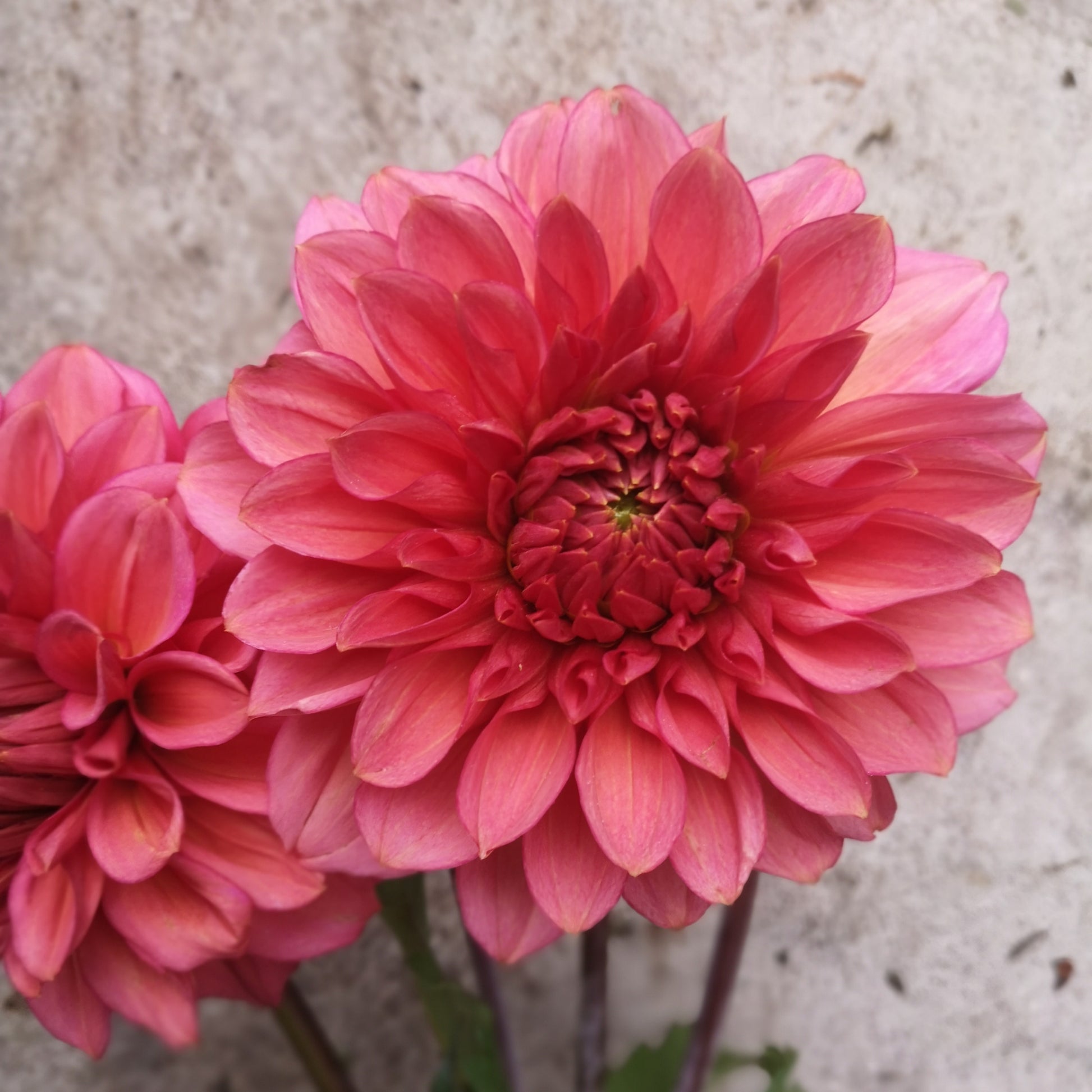 Dahlia Tuber - Florelie Guava image 0