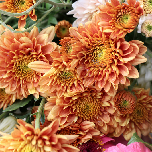Chrysanthemum Plant - Champagne Orange image 0