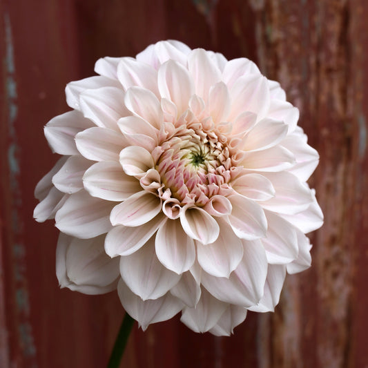 Dahlia Tuber - Everbloom First Dance - LIMIT 1 per household image 0