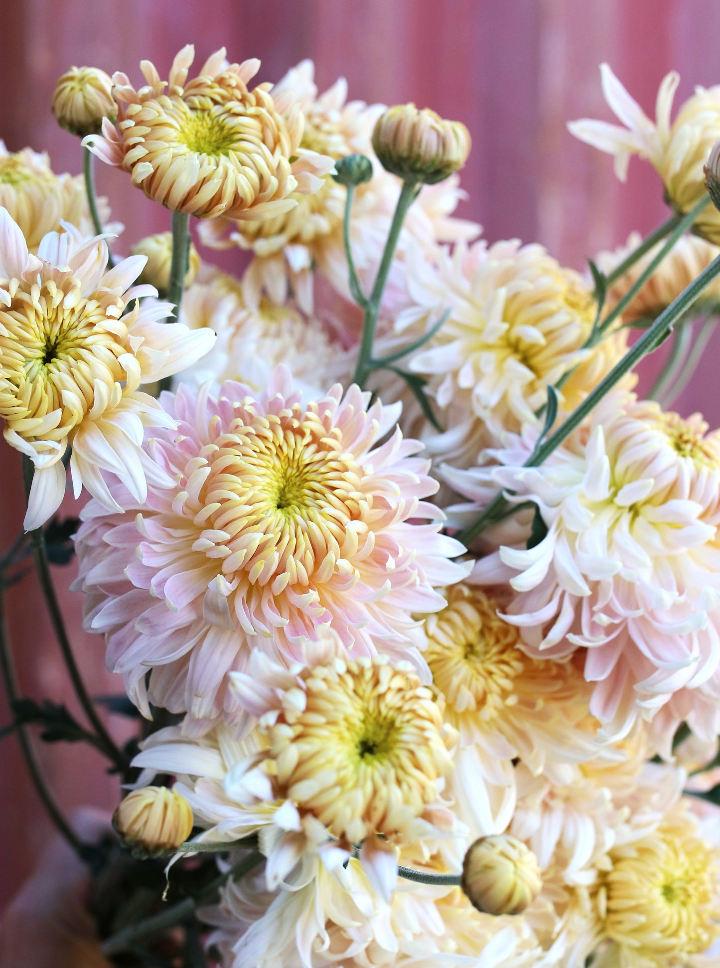 Chrysanthemum Plant - Seaton's J'adore