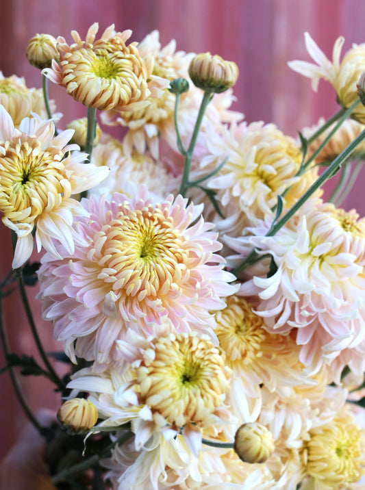 Chrysanthemum Plant - Seaton's J'adore