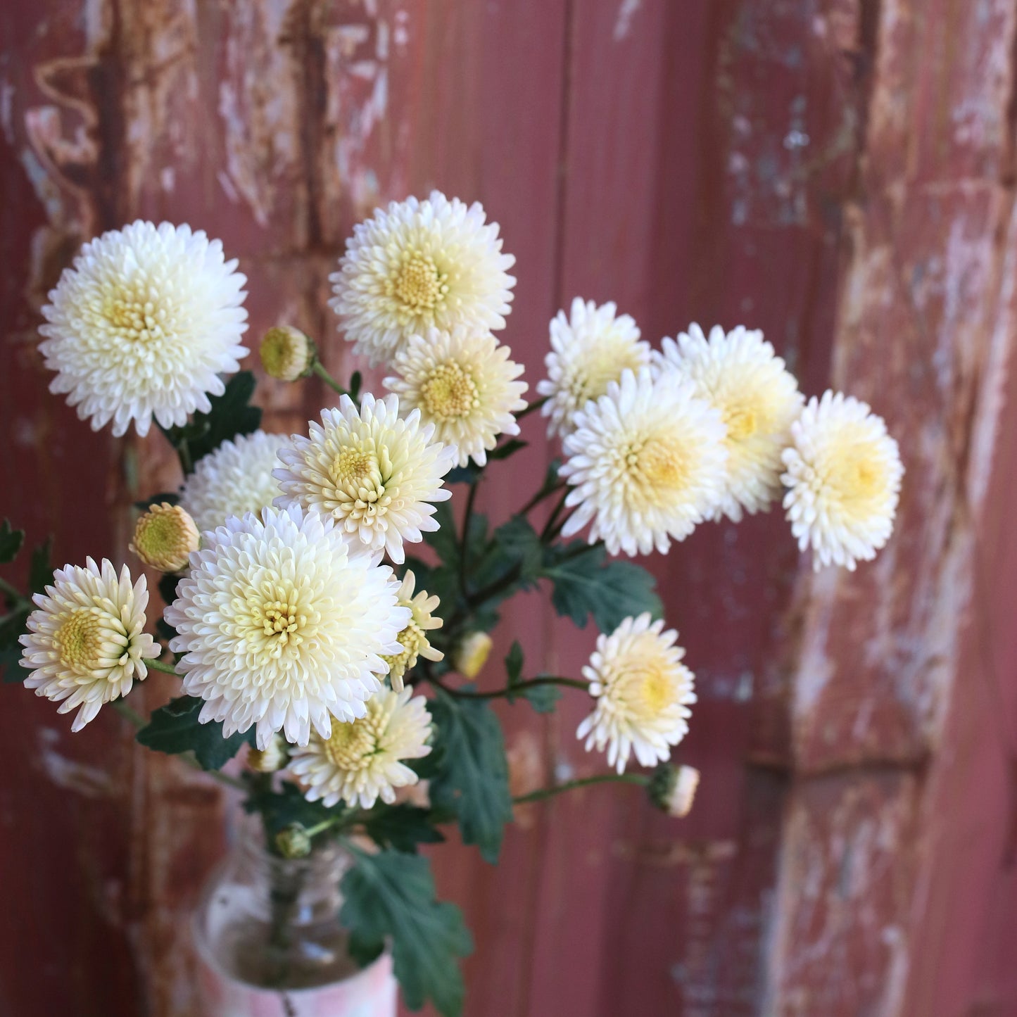 Chrysanthemum Plant - Kelvin Oyster