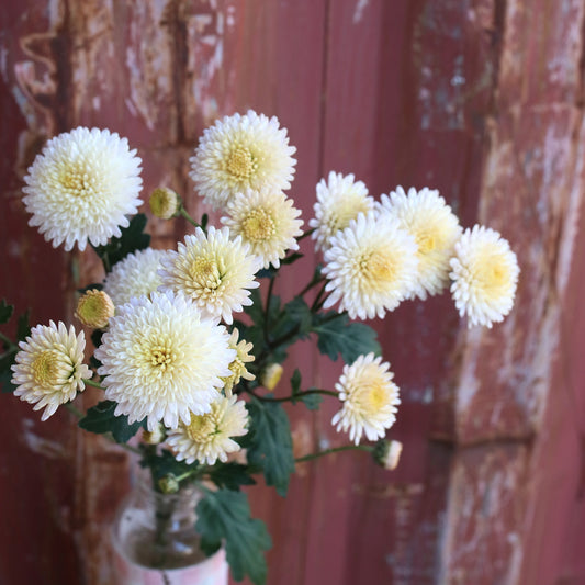 Chrysanthemum Plant - Kelvin Oyster