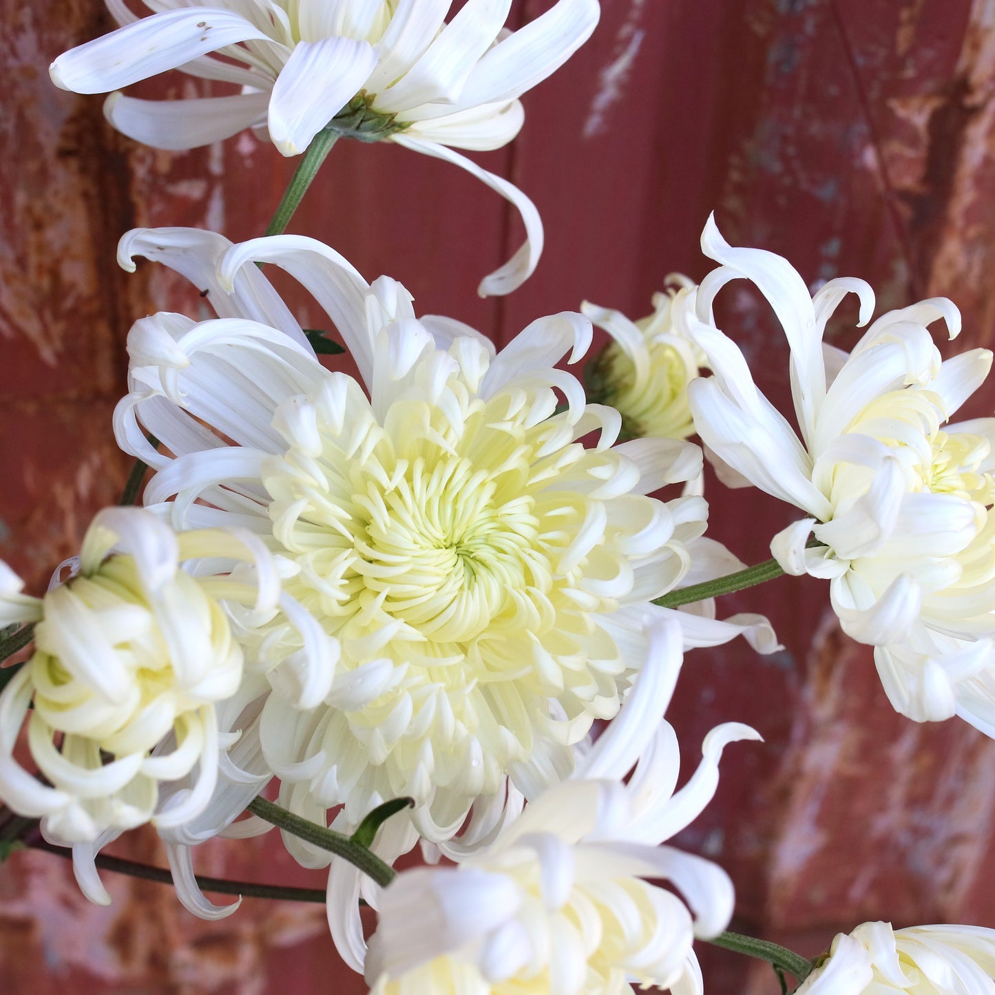 Chrysanthemum Plant - Kokka Etsuzan