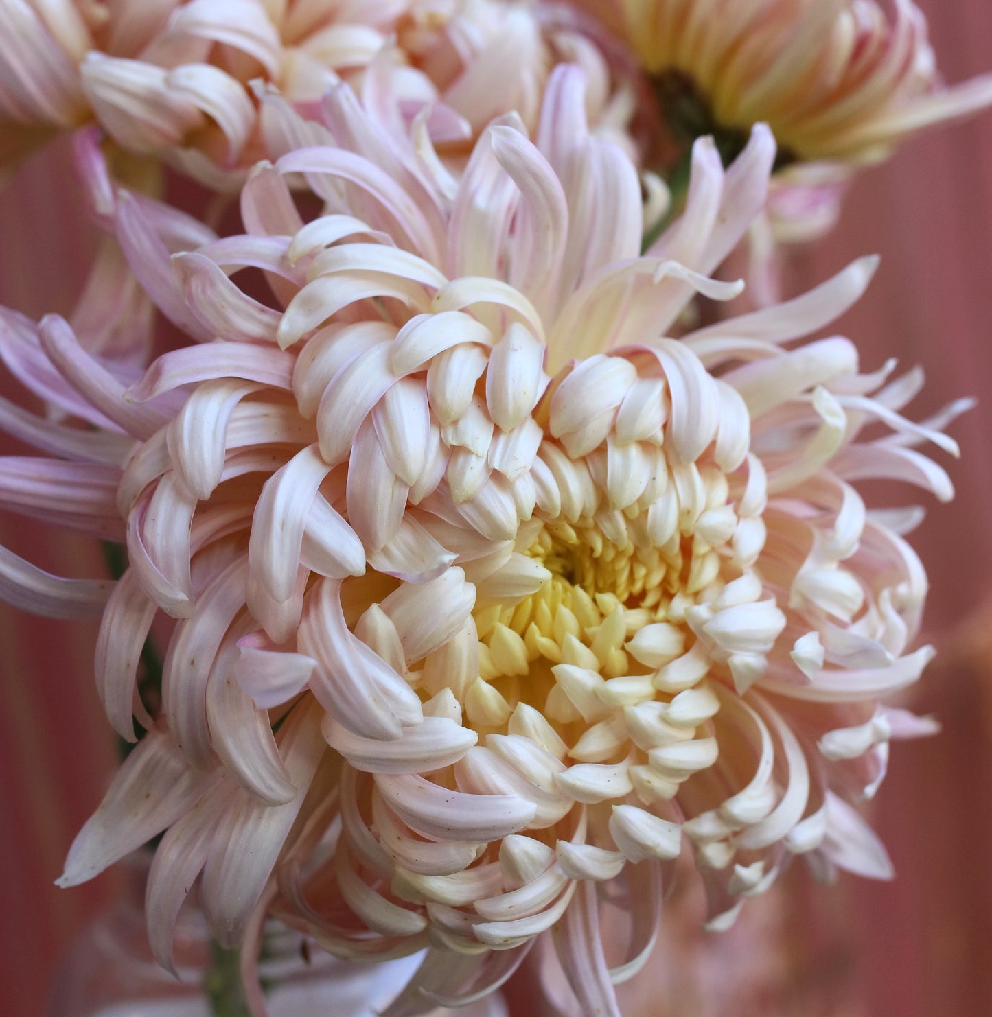 Chrysanthemum Plant - Kathleen McCrabb