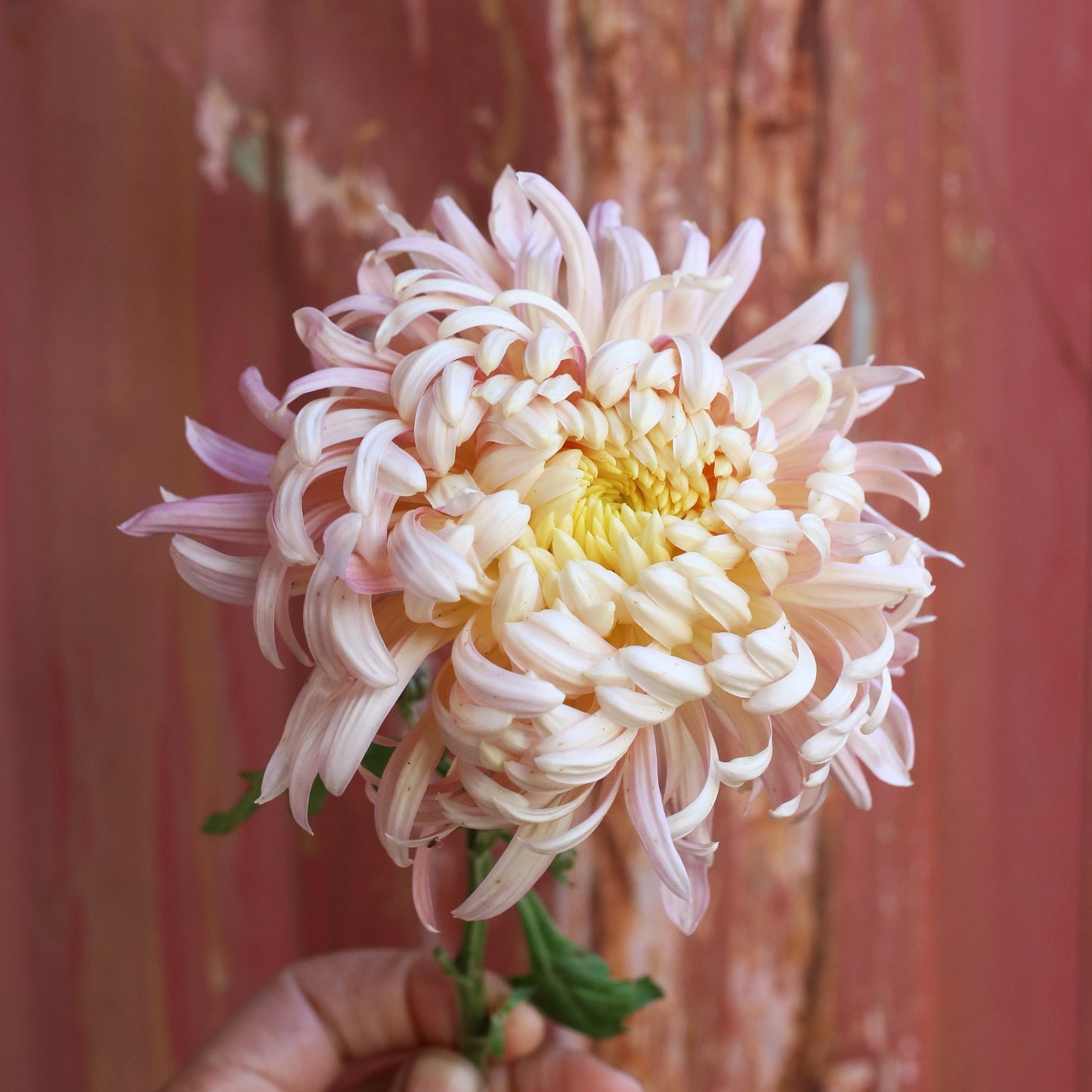 Chrysanthemum Plant - Kathleen McCrabb