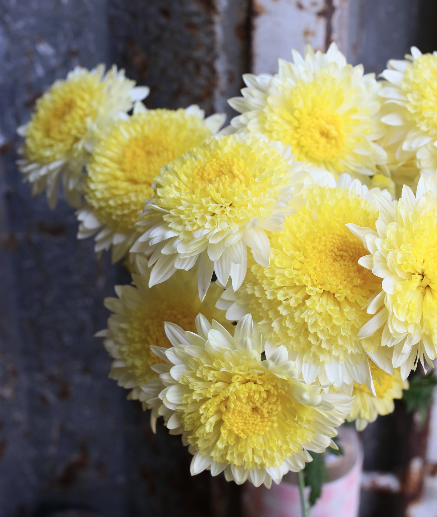 Chrysanthemum Plant - Powderpuff
