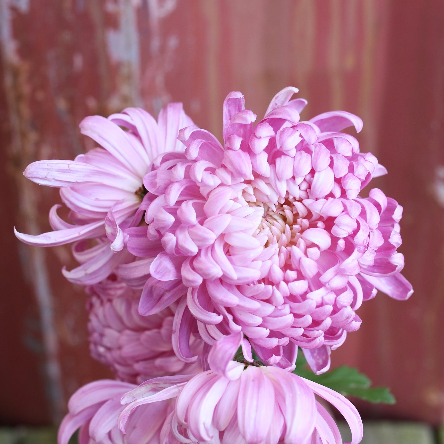 Chrysanthemum Plant - Seatons Marylin