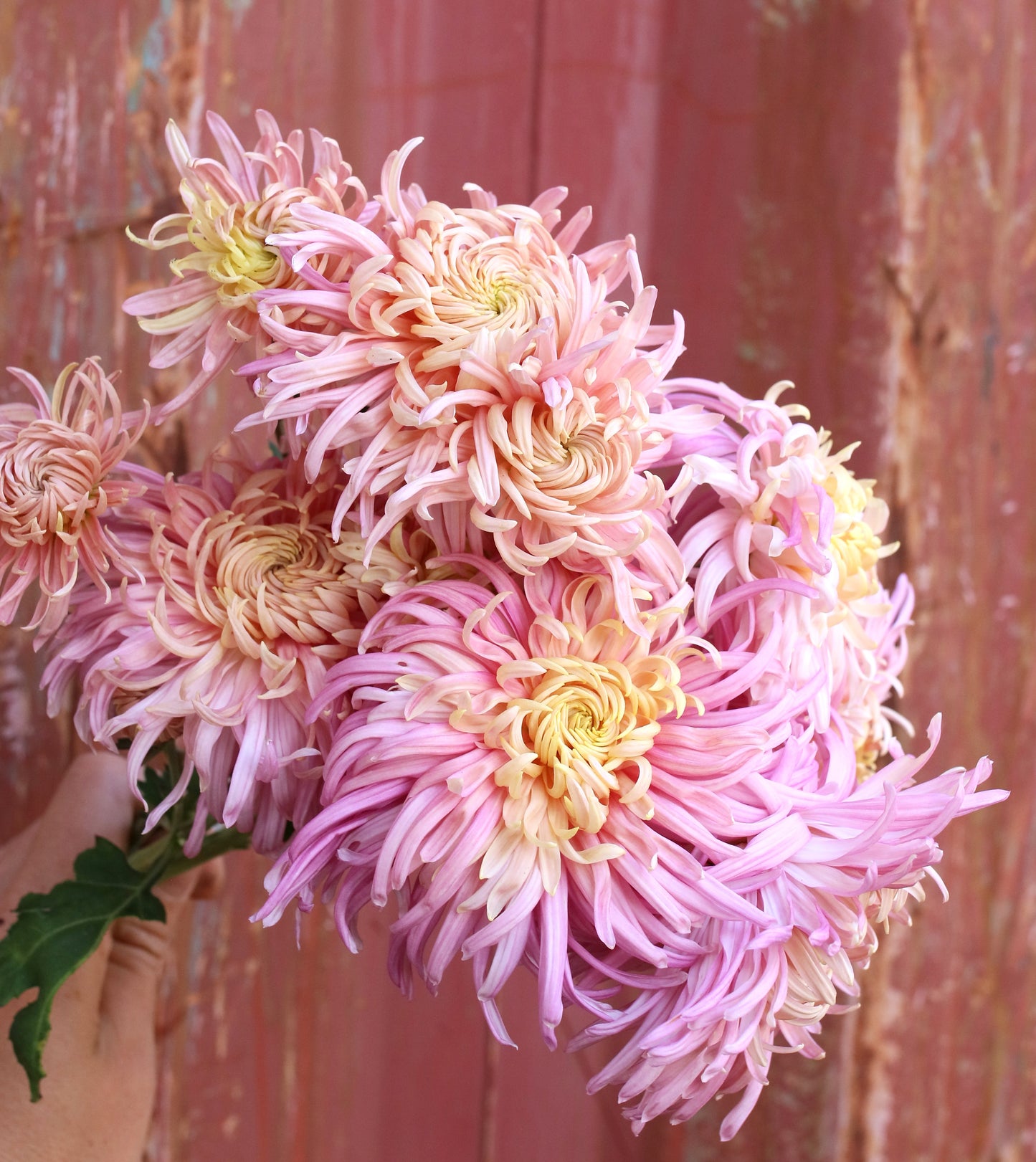 Chrysanthemum Plant - Seatons Crown