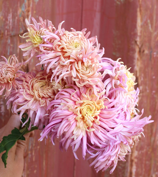 Chrysanthemum Plant - Seatons Crown