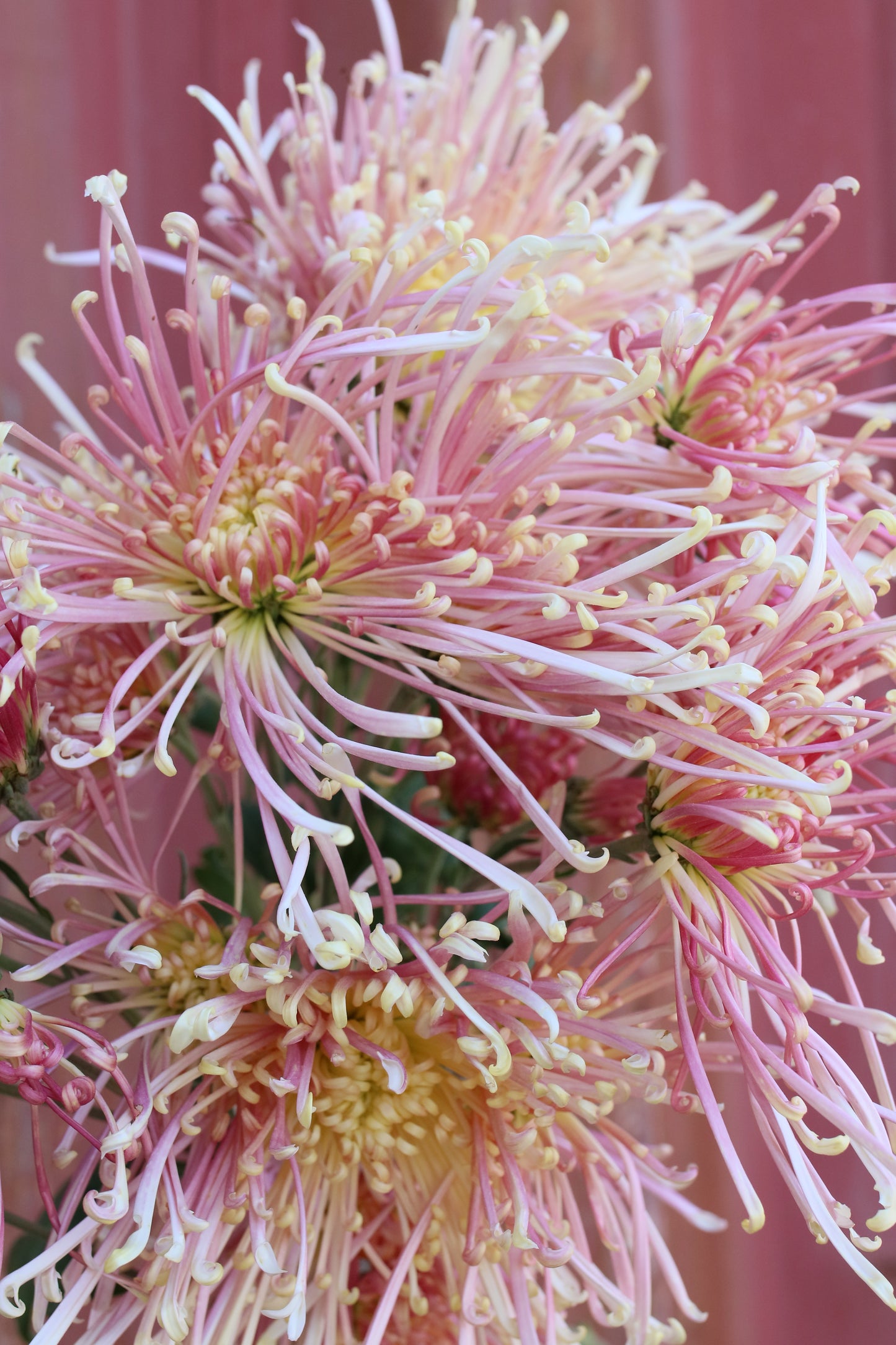 Chrysanthemum Plant - Seiko No Asa