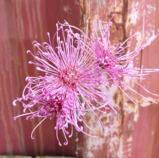 Chrysanthemum Plant - Senkyo Emaki