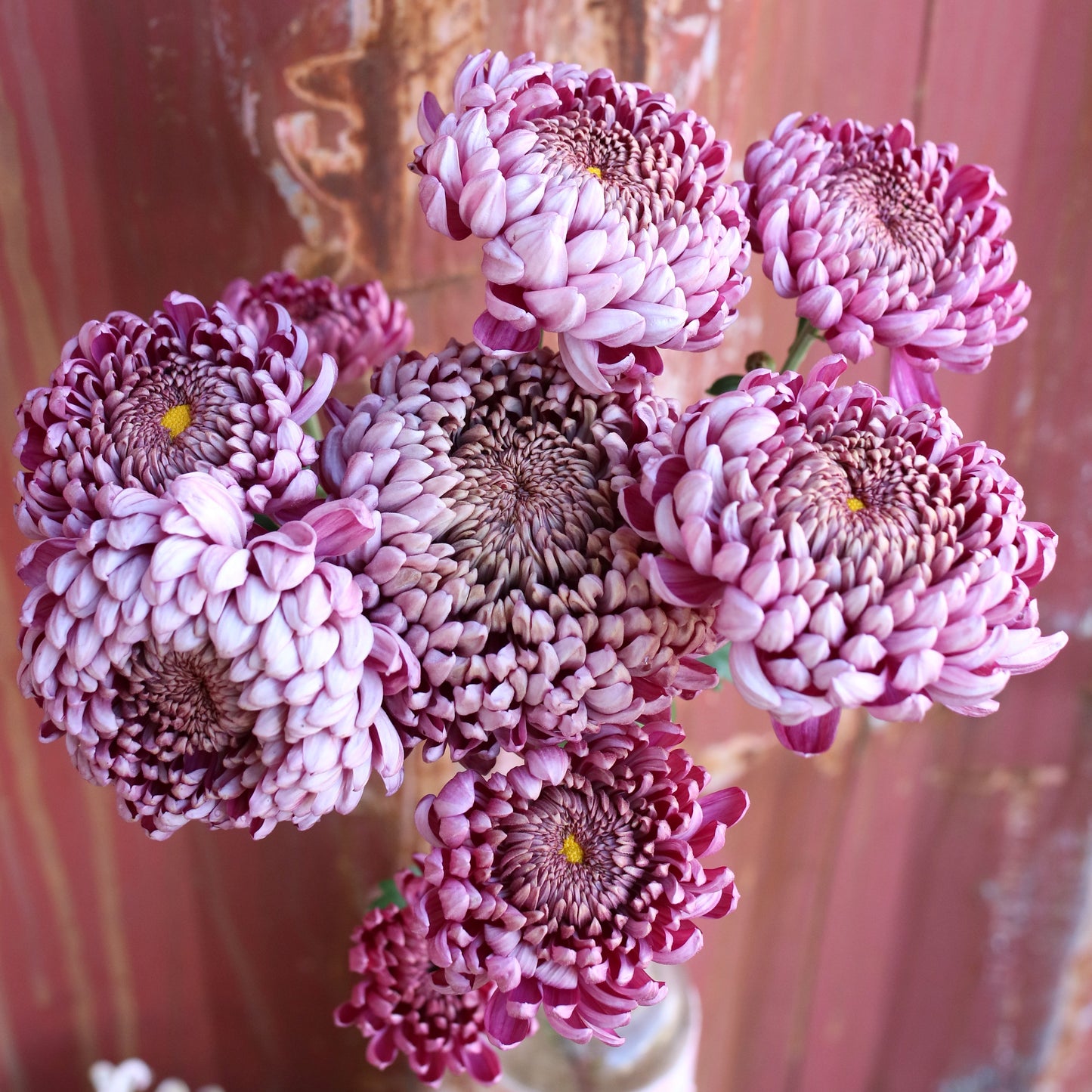 Chrysanthemum Plant - Stockton