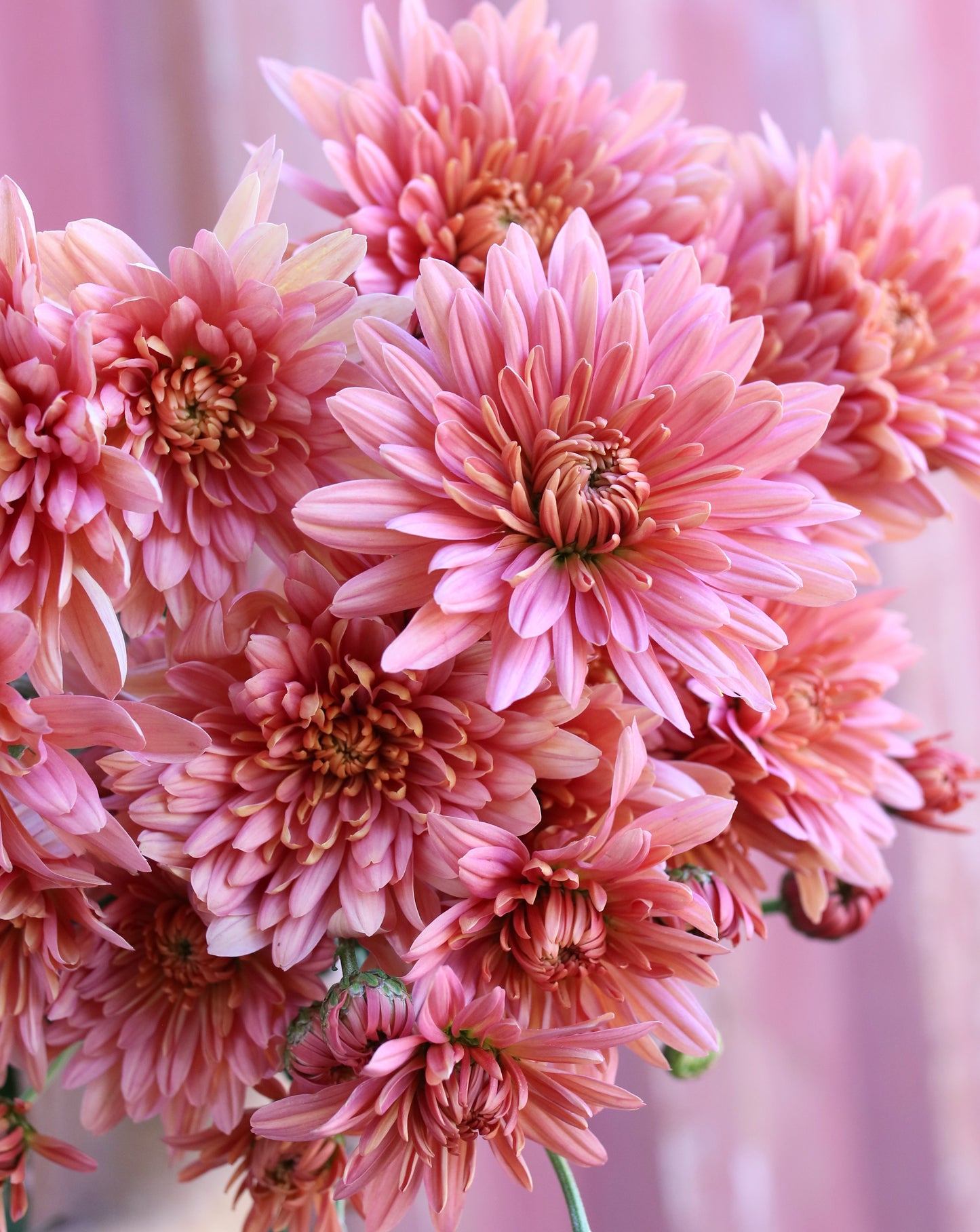 Chrysanthemum Plant - Baltica Salmon