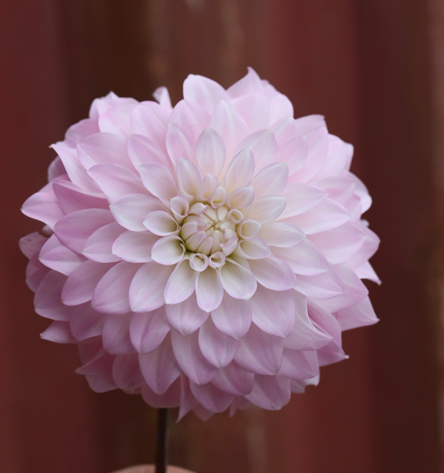Dahlia Tuber - Bills Maddy