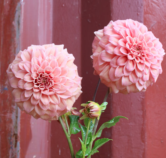 Dahlia Tuber - Bracken Accord