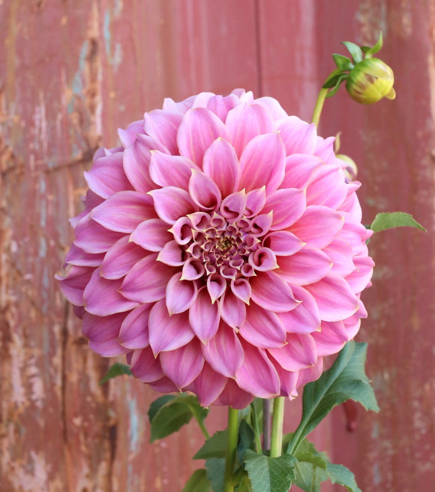 Dahlia Tuber - Coorabell Amy