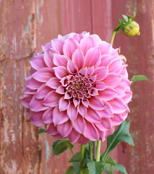 Dahlia Tuber - Coorabell Amy