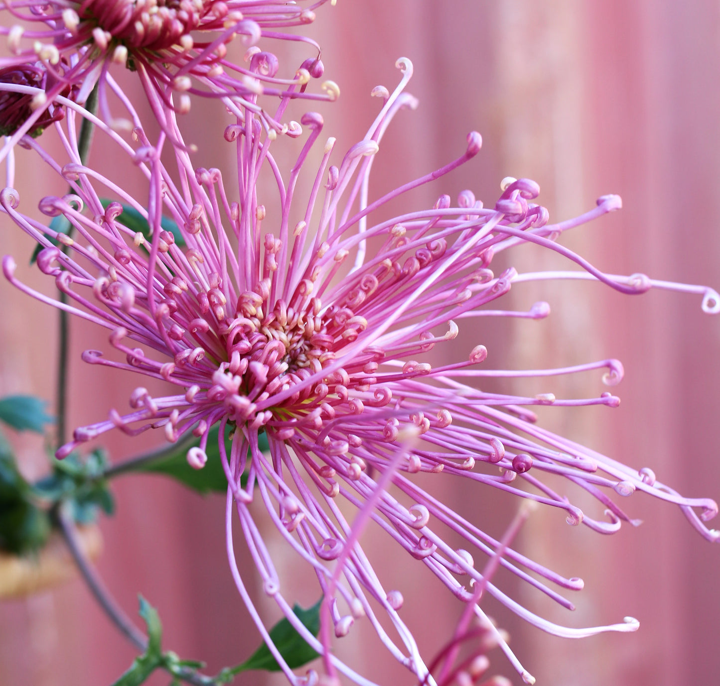 Chrysanthemum Plant - Fleur de Lis