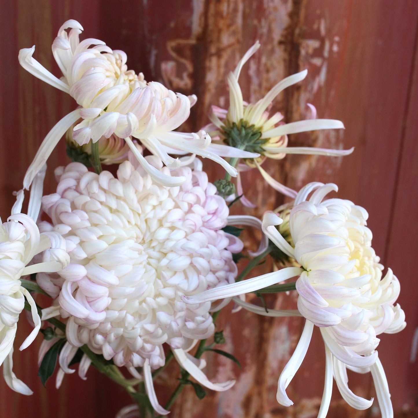 Chrysanthemum Plant - Kokka Yuki