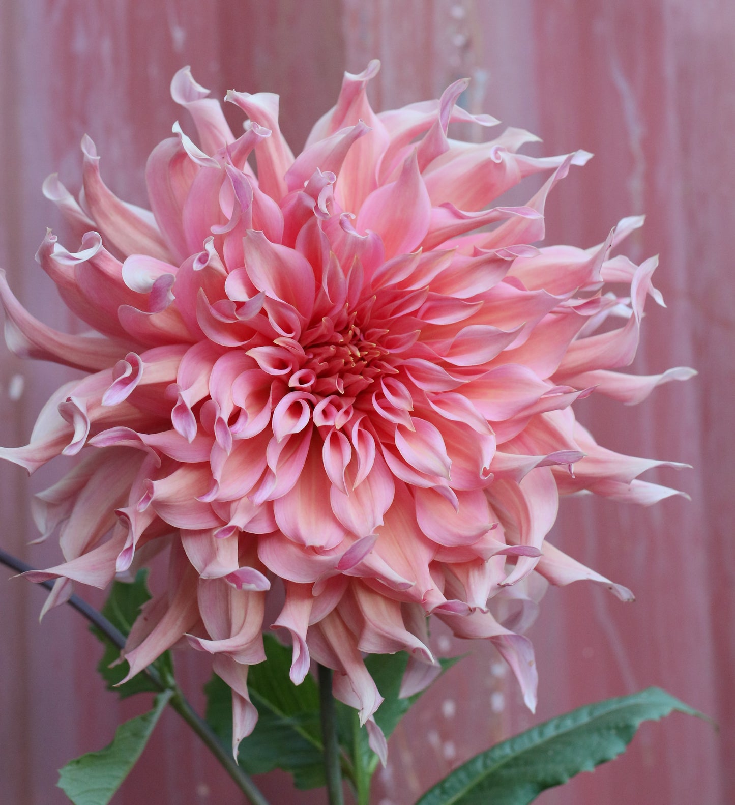 Dahlia Tuber - Penhill Watermelon