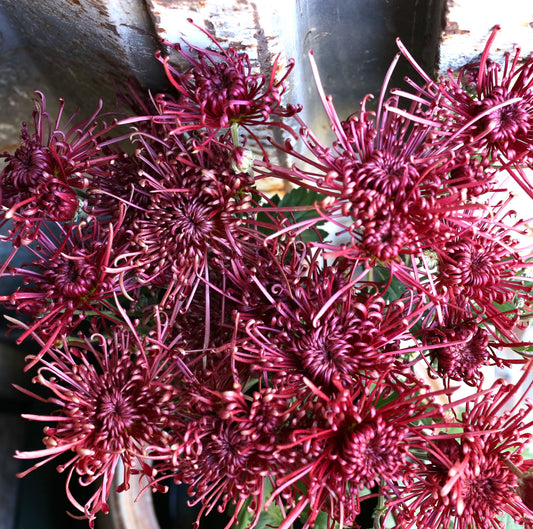 Chrysanthemum Plant - Scarlett O'Hara