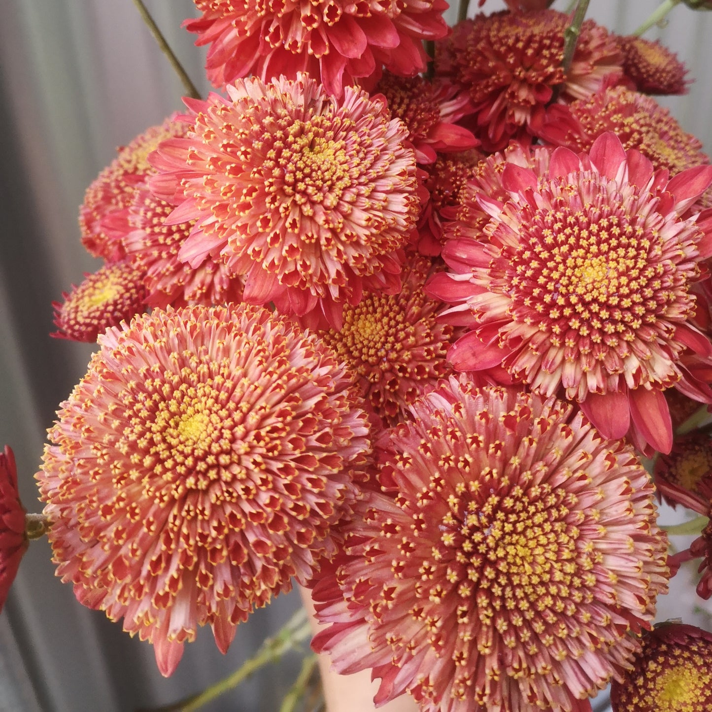 Chrysanthemum Plant - Seaton's Rosie image 1