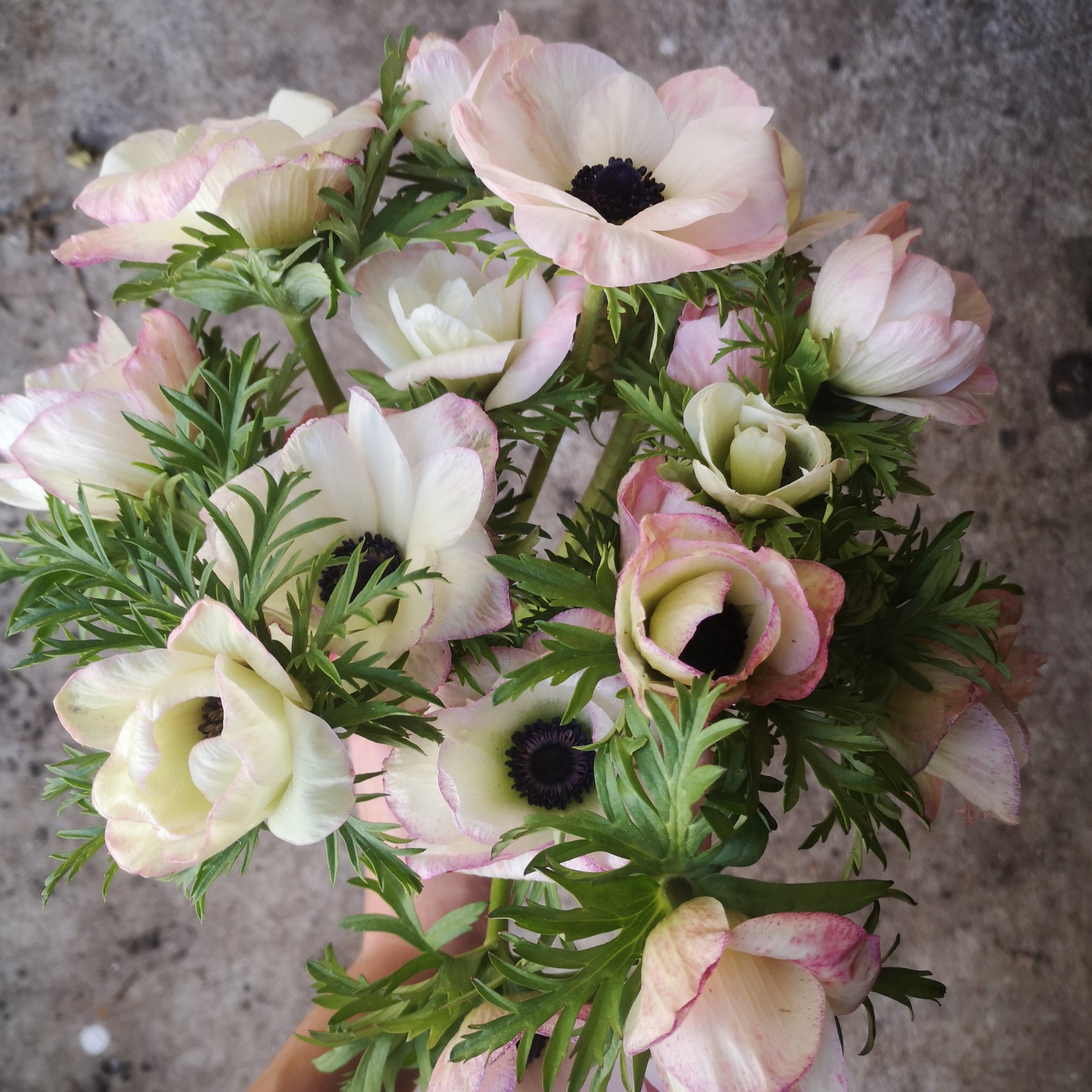 Farm Bunch - Anemone image 2