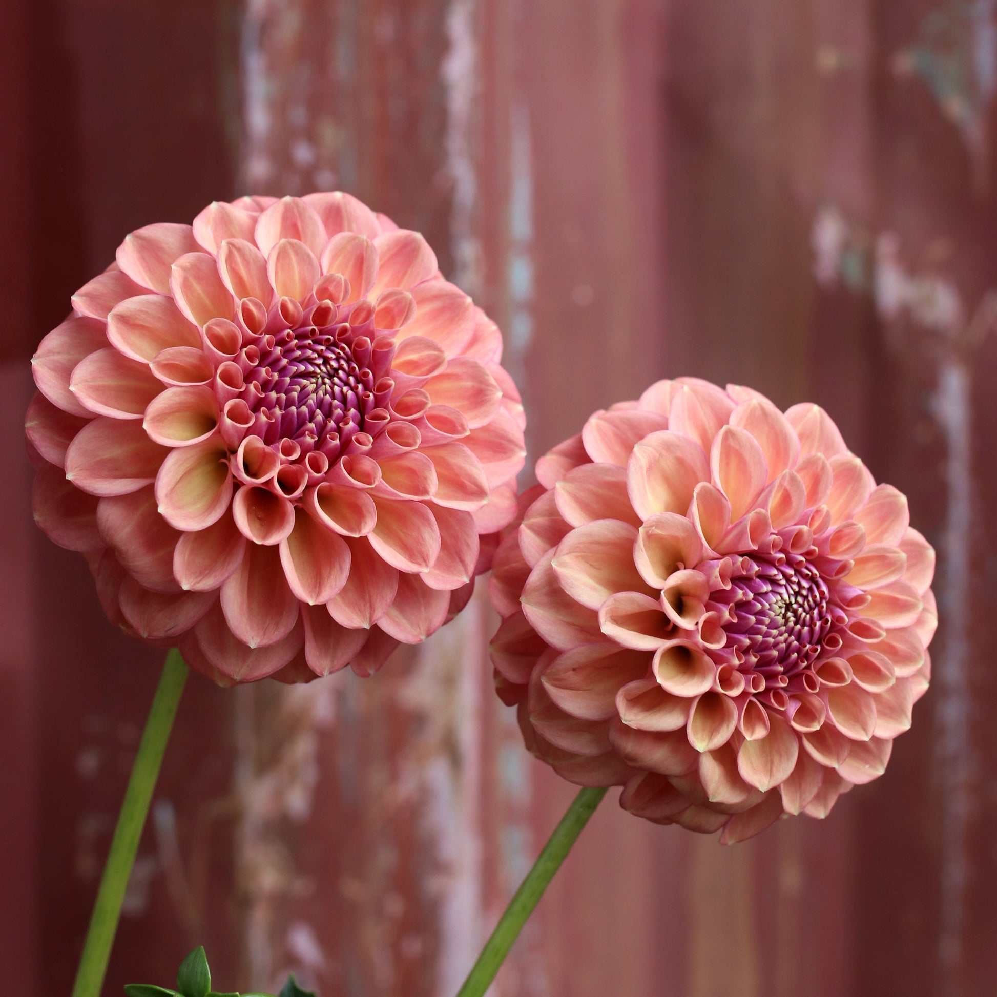 Dahlia Plant - Glenmarc Sophie Sport image 0