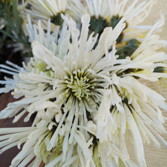 Chrysanthemum Plant - Perfect Accent image 0