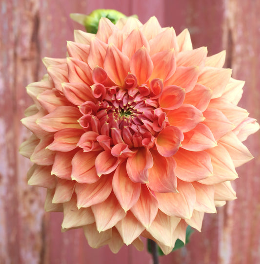 Dahlia Tuber - Aitara Laverne