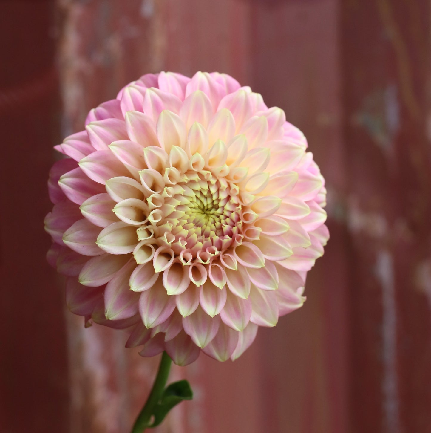 Dahlia Tuber - Coorabell Emma