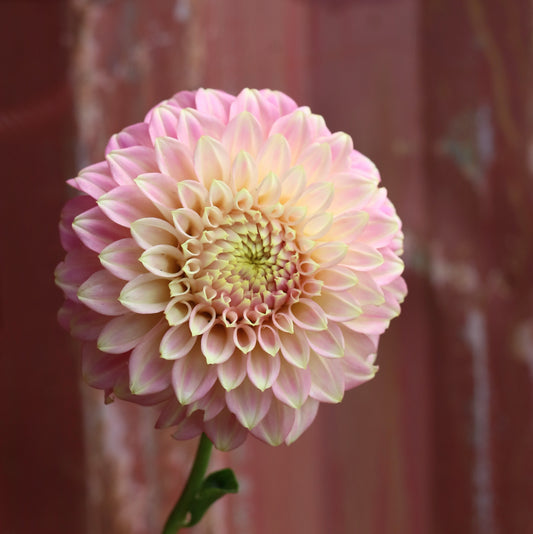 Dahlia Tuber - Coorabell Emma