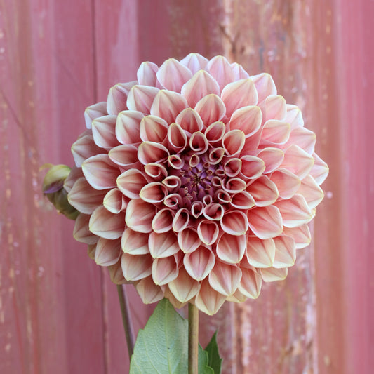 Dahlia Tuber - Formby Duke