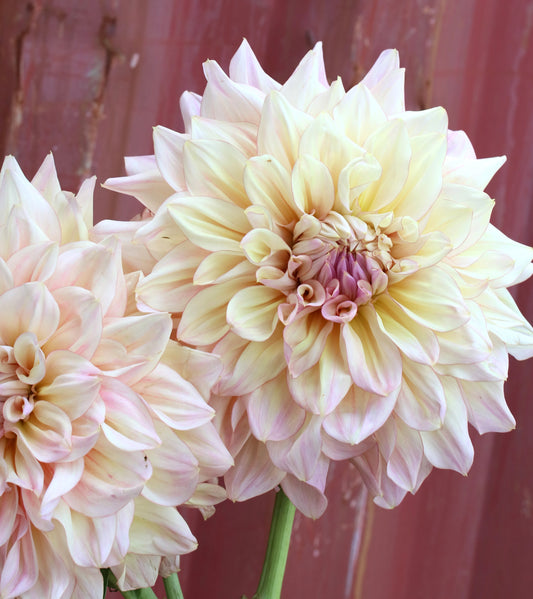 Dahlia Tuber - Tom Wytern
