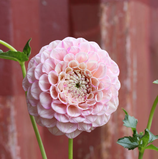 Dahlia Tuber - Vintage Wine