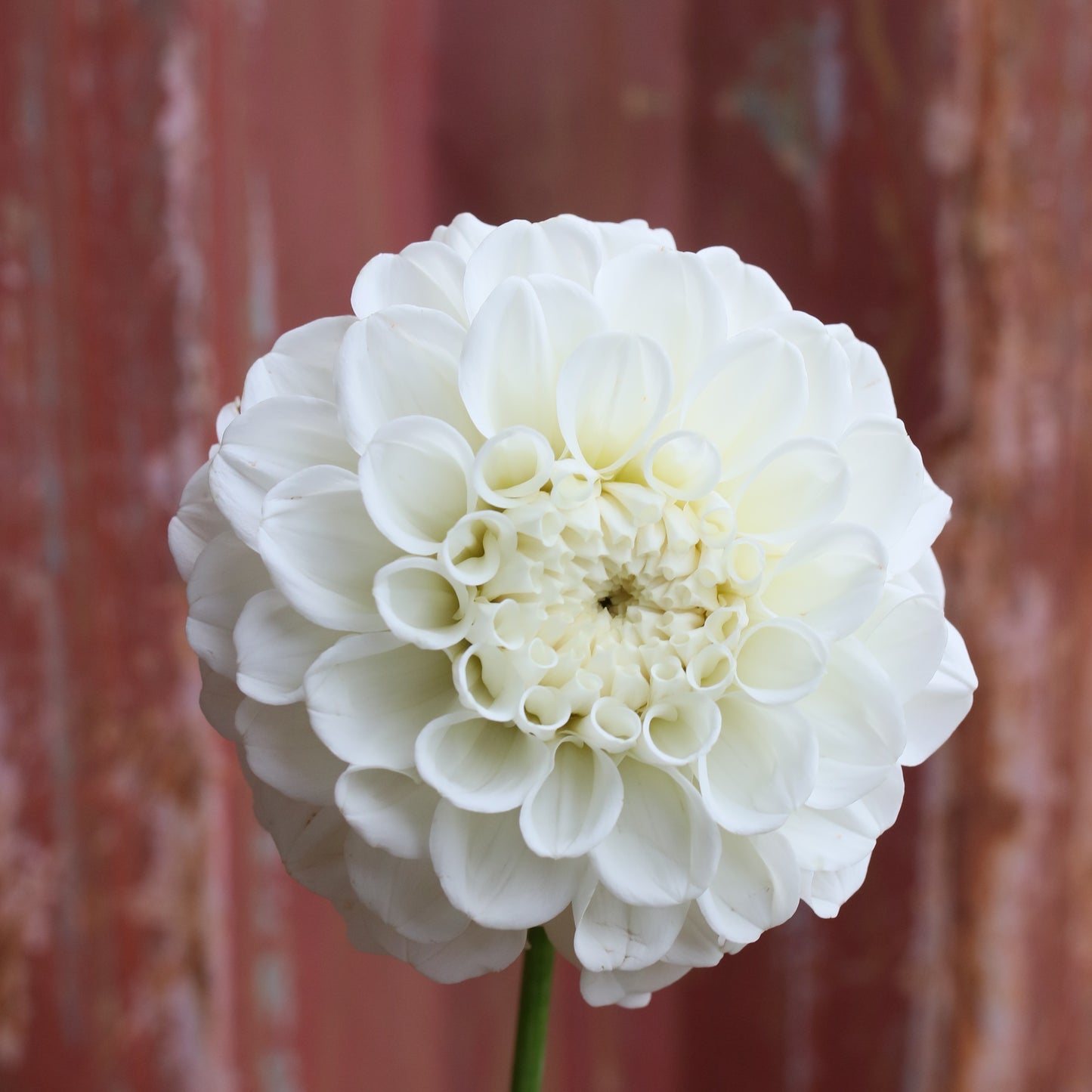 Dahlia Tuber - Wedding Lace