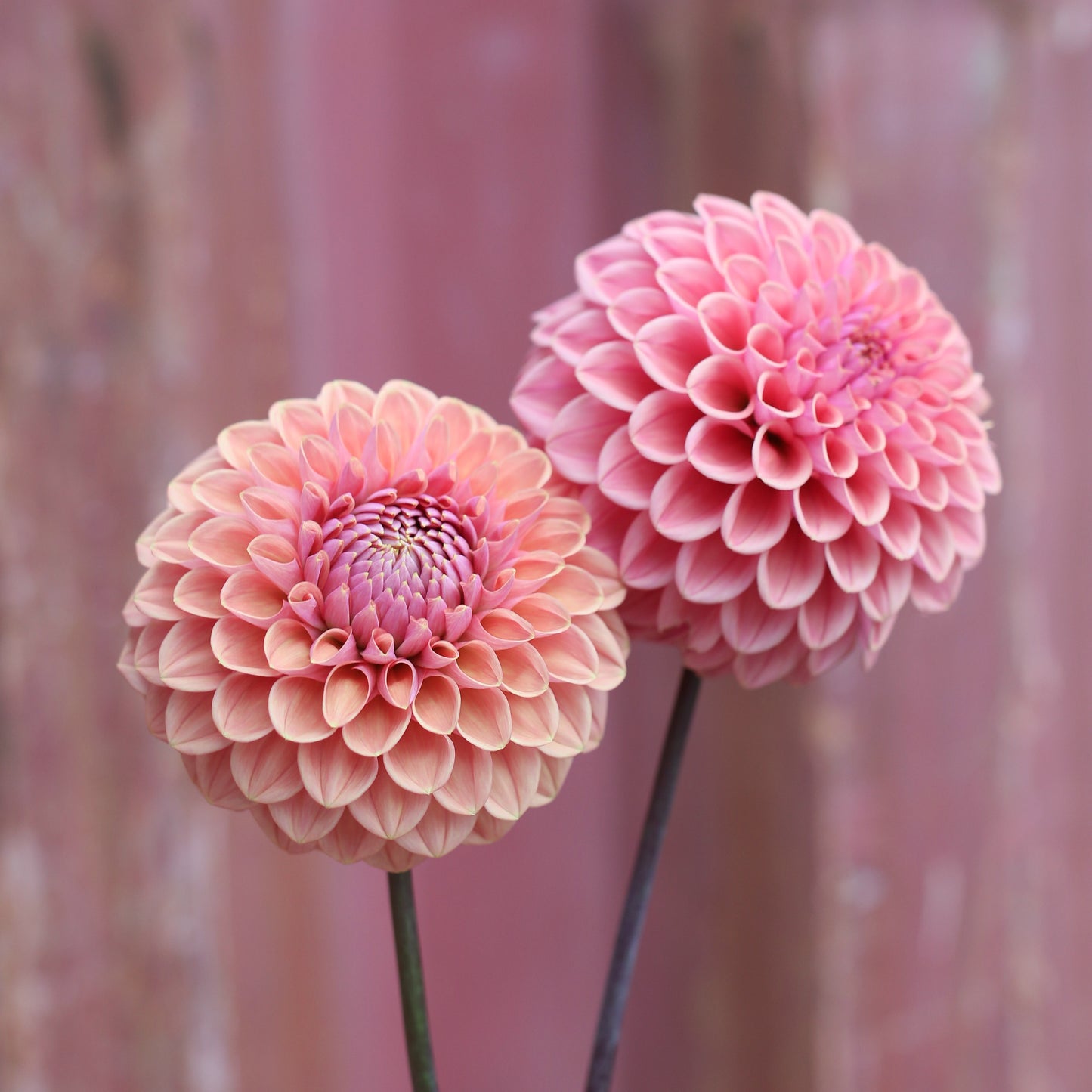 Dahlia Tuber - Winkie Truffle