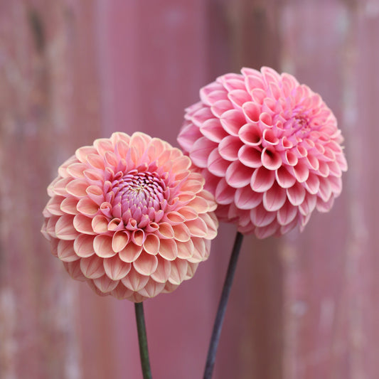 Dahlia Tuber - Winkie Truffle