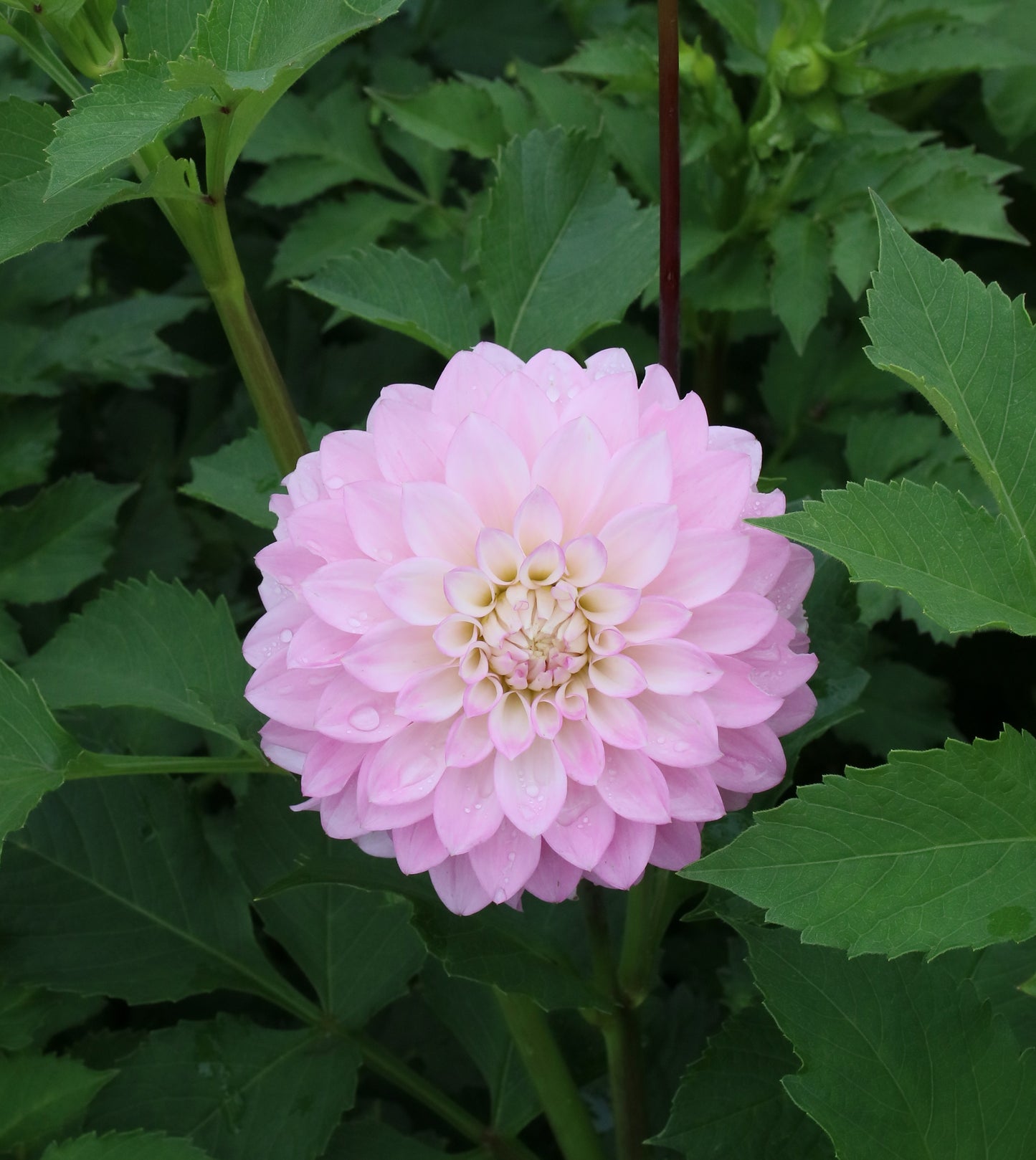 Dahlia Tuber - Bills Maddy
