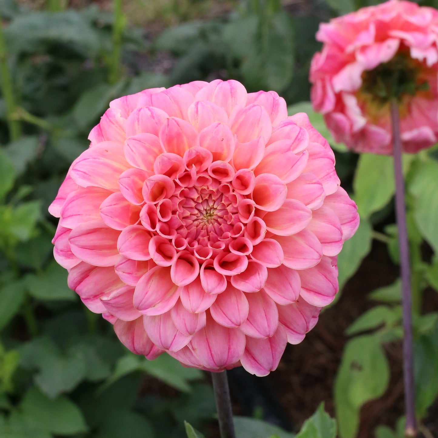 Dahlia Tuber - Bracken Sonya Luise - LIMIT 1 per customer
